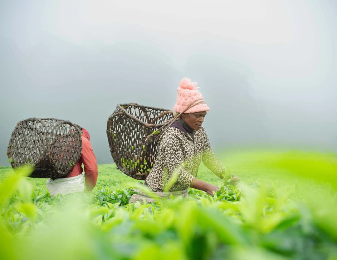 Ketha Tea Pickers